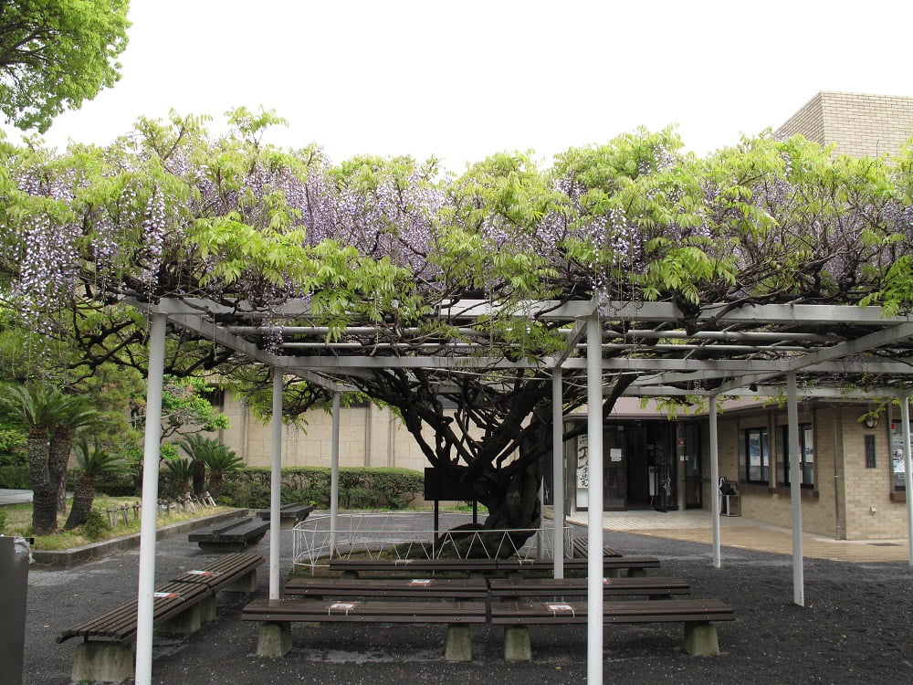 藤の花開花状況 ４月１６日 福澤諭吉旧居 福澤記念館